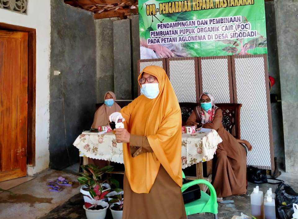 Dosen UM Metro Beri Pendampingan dan Pembinaan Pupuk Organik Cair (POC) bagi Petani Aglaonema