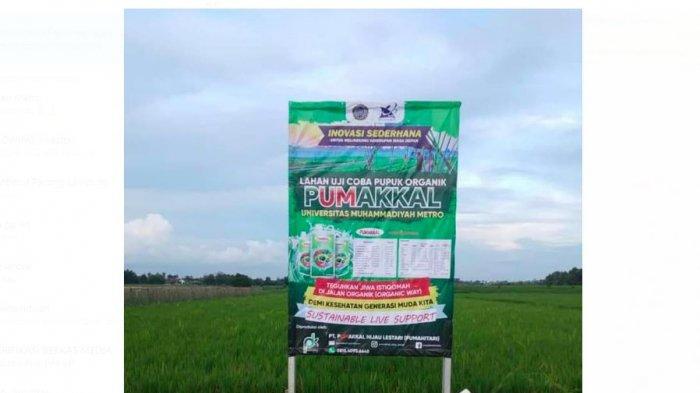 Berkat Pupuk Pumakkal, Sawah Organik UM Metro Selamat dari Terpaan Angin