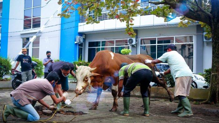 Hakikat Logika Penyembelihan Sapi